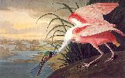 John James Audubon, Roseate Spoonbill